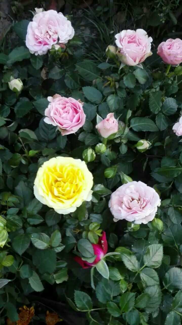 星际战甲花甲是啥_星际战甲花甲叫什么_星际战甲花甲强度配卡