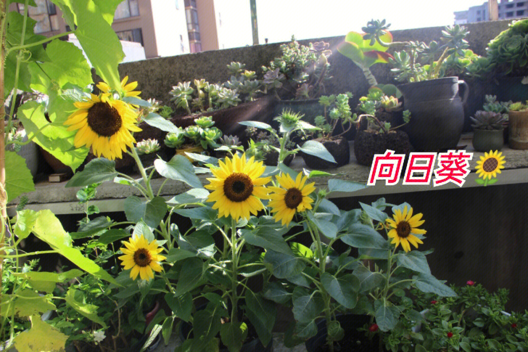 星际战甲花甲叫什么_星际战甲花甲强度配卡_星际战甲花甲是啥