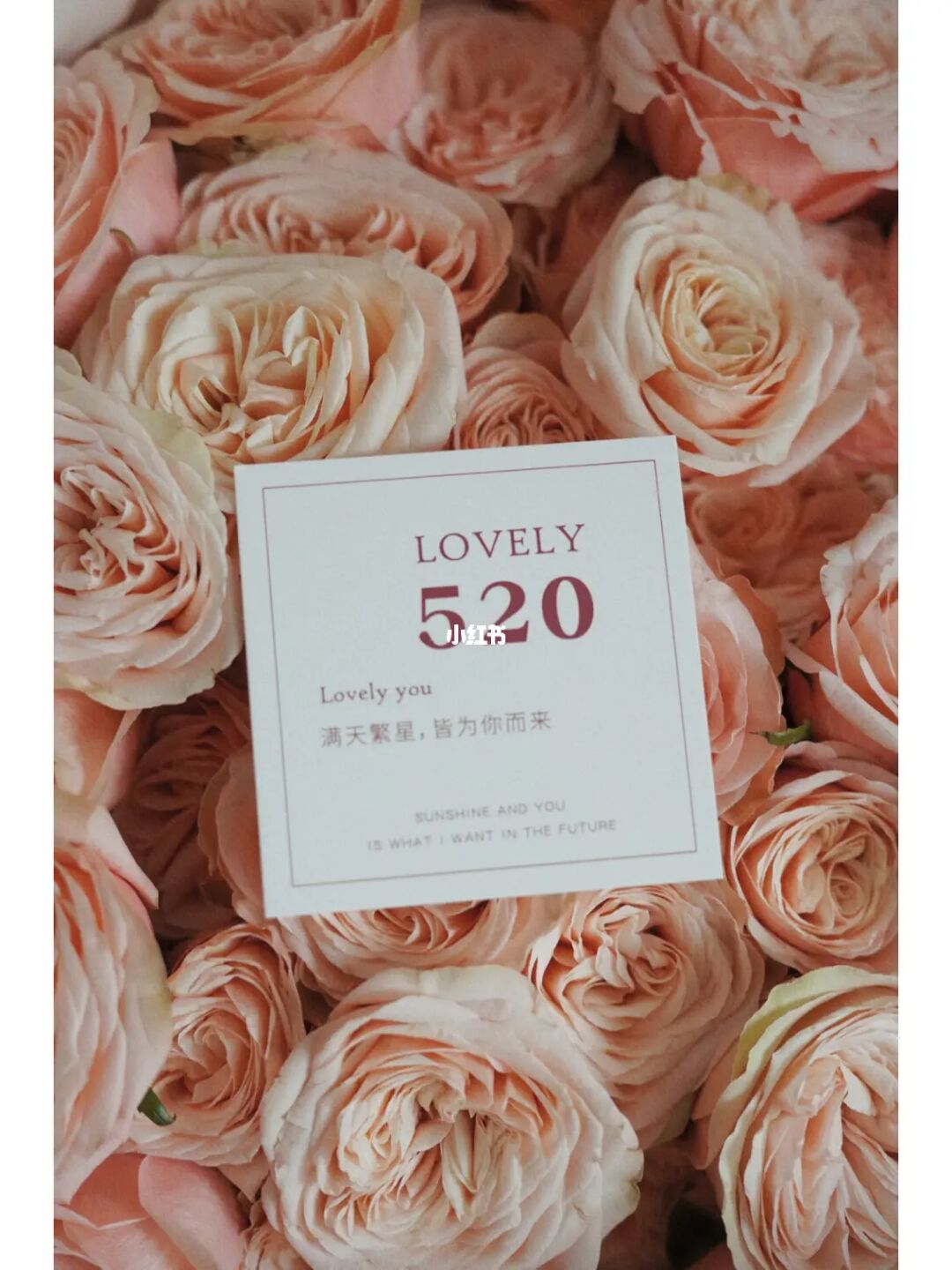 缘玫瑰花_玫瑰缘_缘玫瑰花语