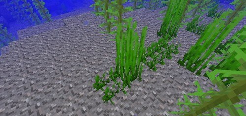 海草获得世界冠军了吗_我的世界海草怎么获得_海草世界怎么画
