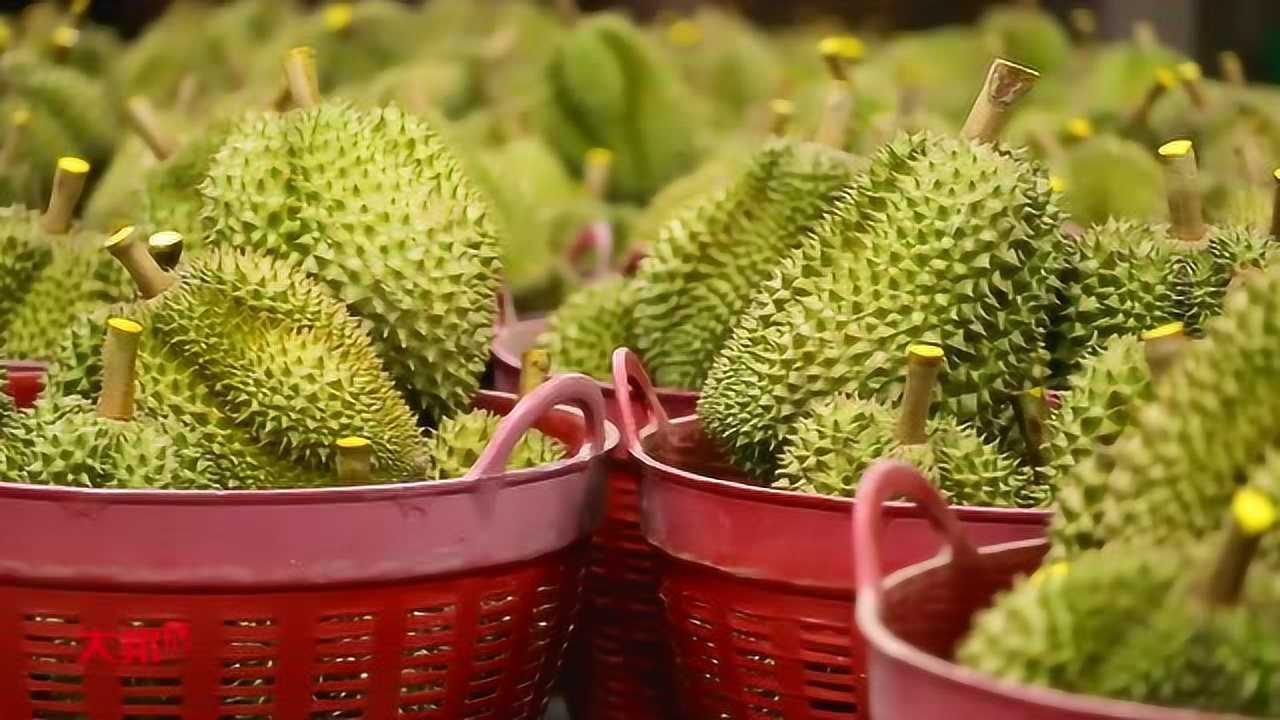 榴莲app下载_榴莲视频下载app_b站爱奇艺视频app下载