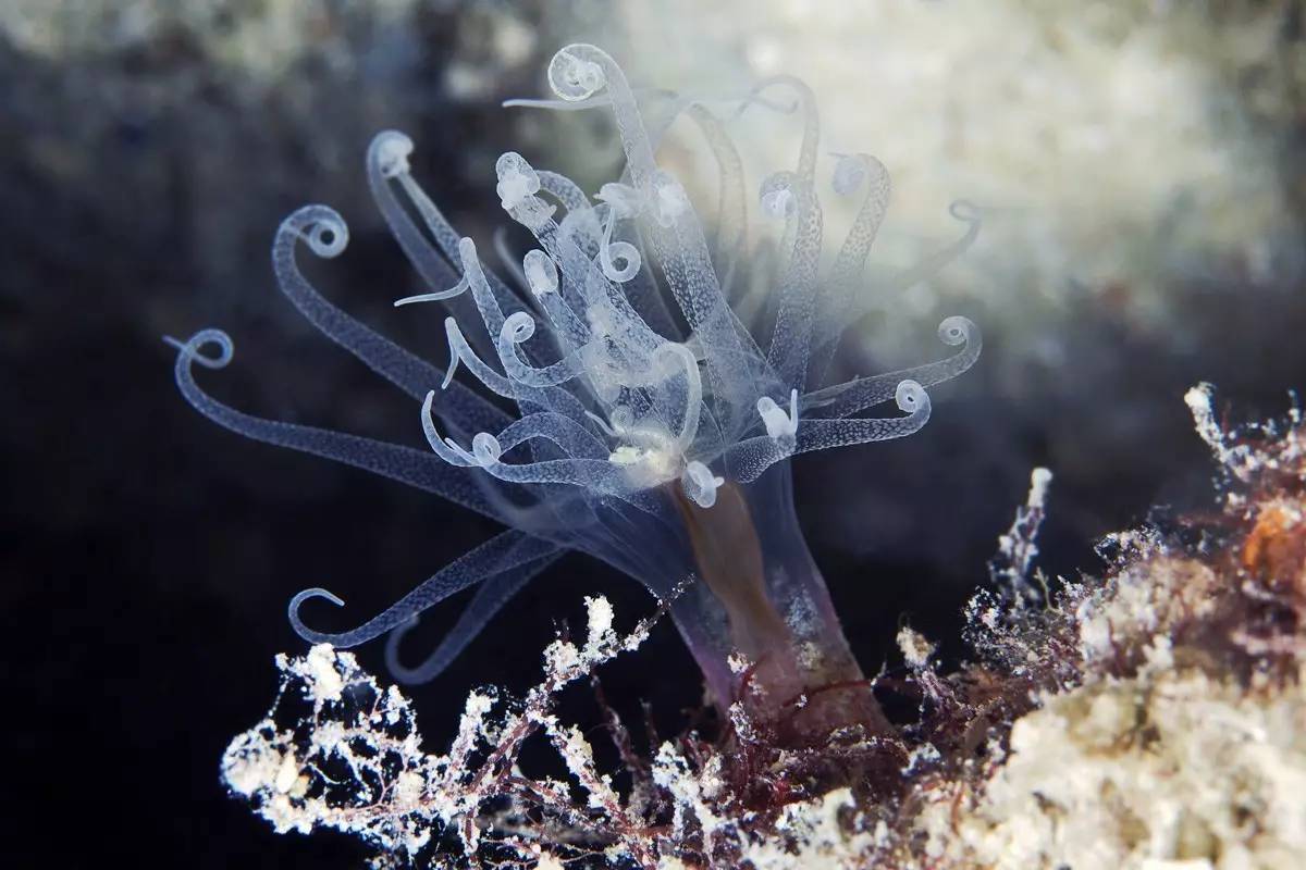 深海探索者最高几级_深海探索者_深海探索者附魔的作用是