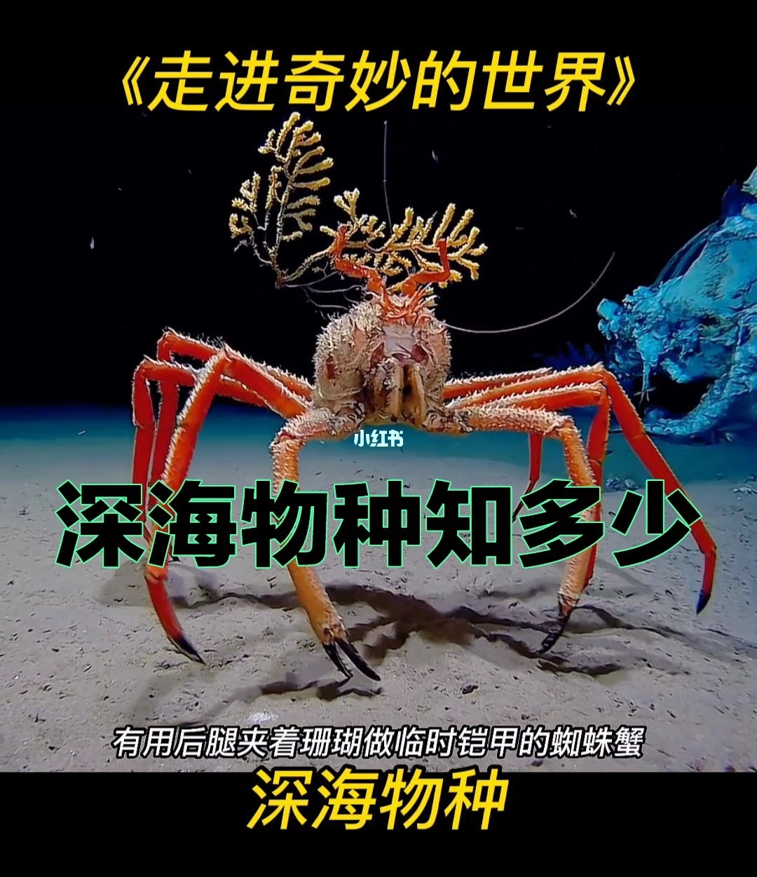 深海探索者附魔的作用是_深海探索者最高几级_深海探索者