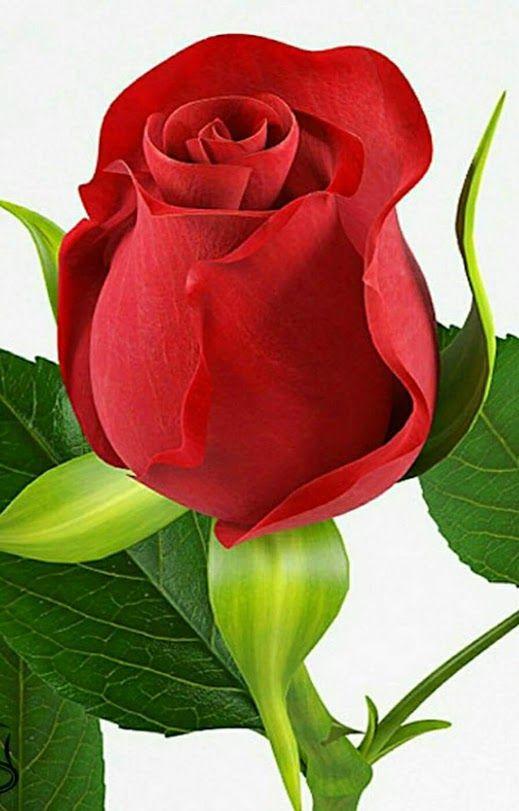 信花花贷款怎么样_信花花怎么样_花信
