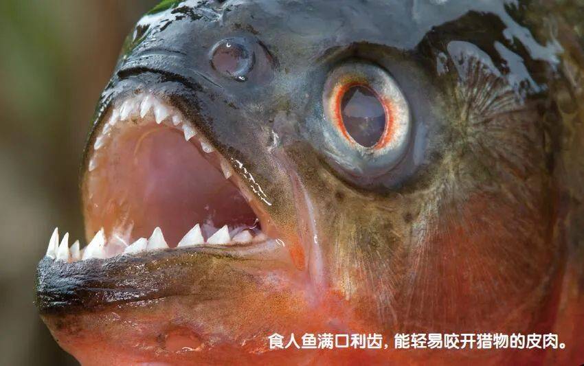 食人章鱼长什么样_食人章鱼_食人鱼vs章鱼