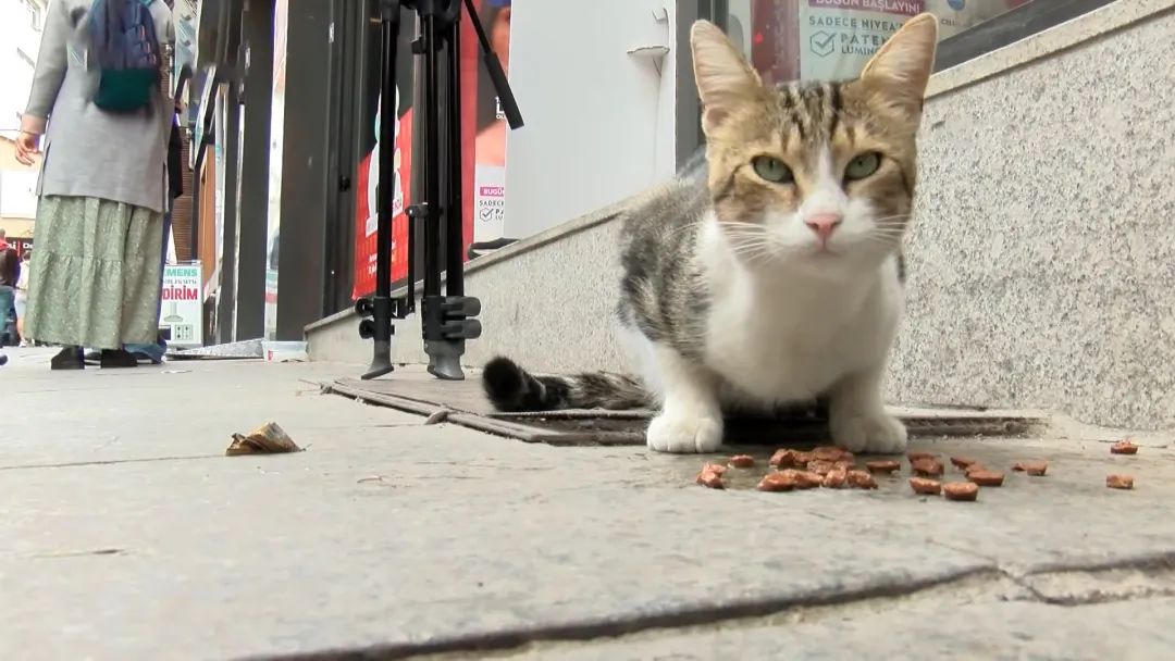 《躲猫猫》第2季第16集的策略与技巧