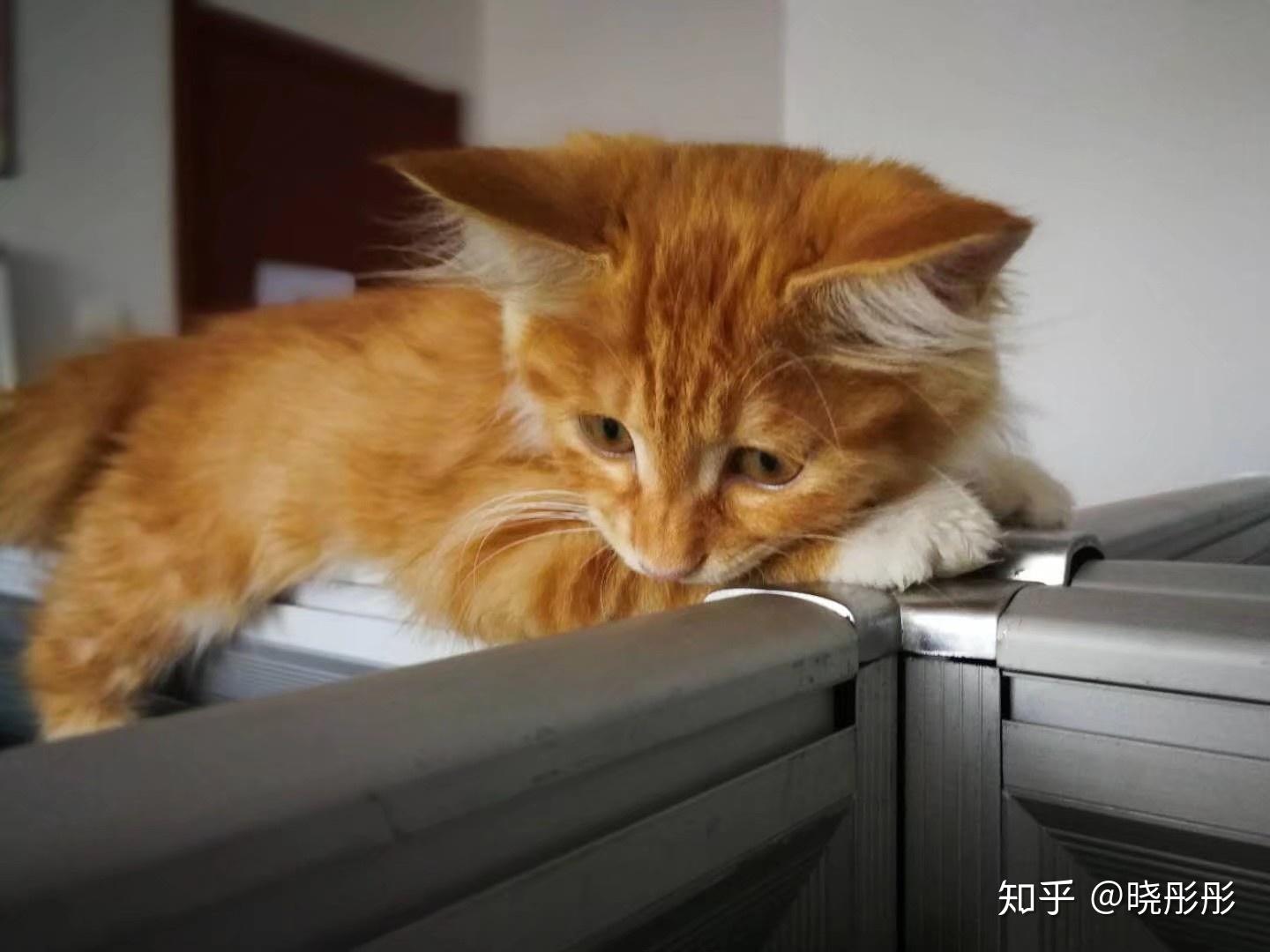 贝乐虎儿歌躲猫猫_躲猫猫早教_巧虎躲猫猫