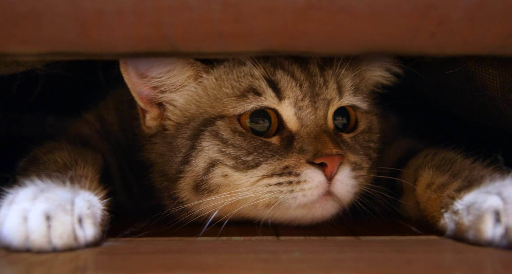 躲猫猫早教_巧虎躲猫猫_贝乐虎儿歌躲猫猫