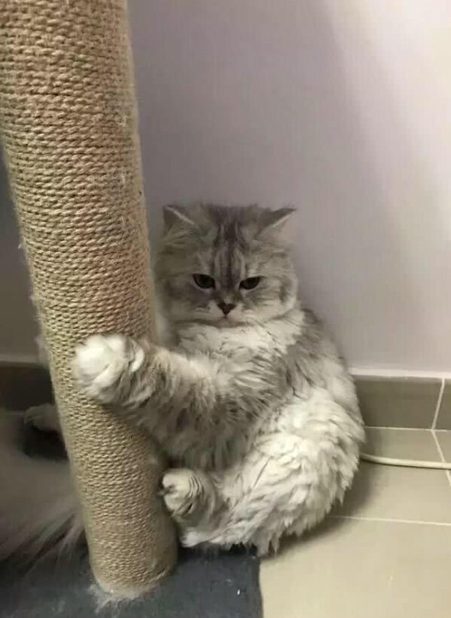 巧虎躲猫猫_躲猫猫早教_贝乐虎儿歌躲猫猫