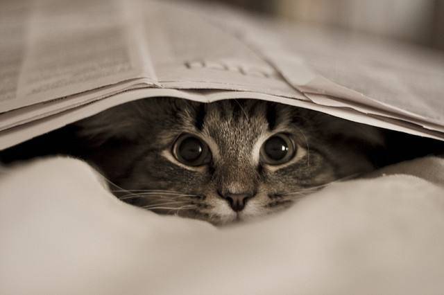 躲猫猫早教_贝乐虎儿歌躲猫猫_巧虎躲猫猫
