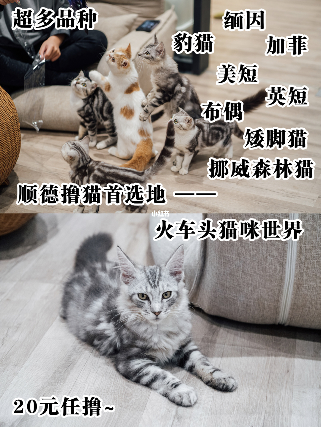 冒险朵拉动画片第一集_朵拉冒险记_冒险的朵拉爱探险的朵拉1