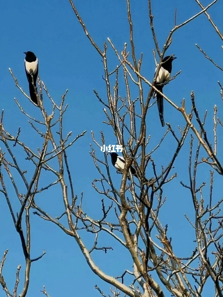 喜鹊儿APP_喜鹊儿app_旧版喜鹊儿app