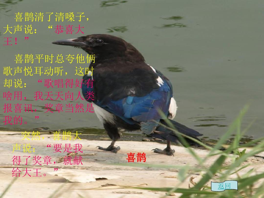 喜鹊儿APP_喜鹊儿app_旧版喜鹊儿app