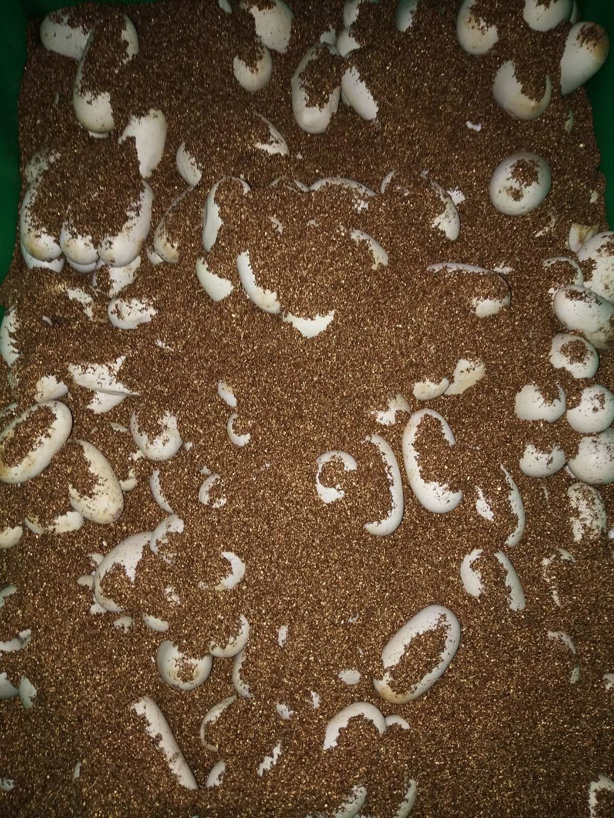 棉口蛇_棉口蛇_棉口蛇