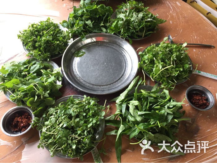 土佐犬图片_土佐藩_土佐