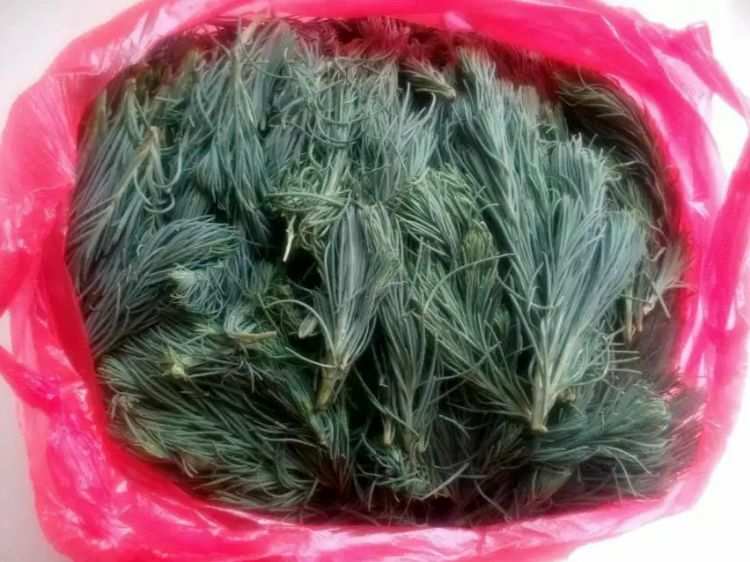 土佐犬图片_土佐藩_土佐