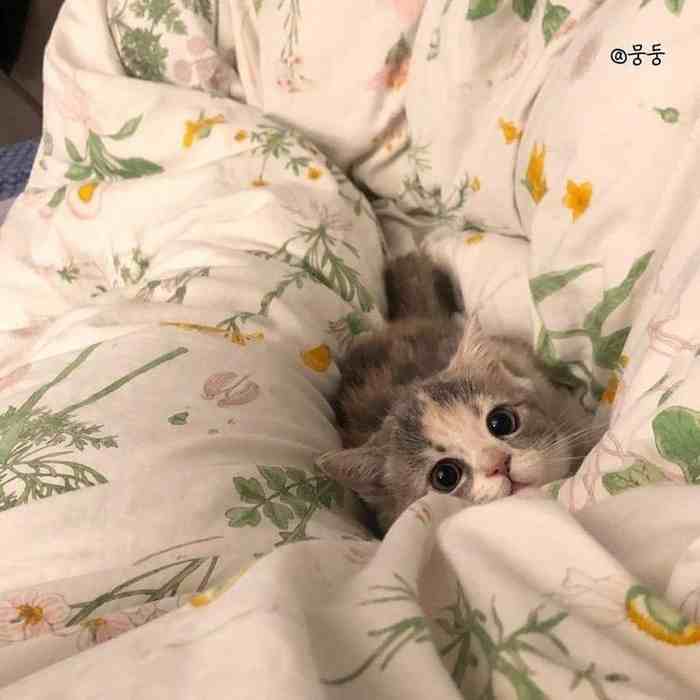 stray_迷失stray_迷失STRAY
