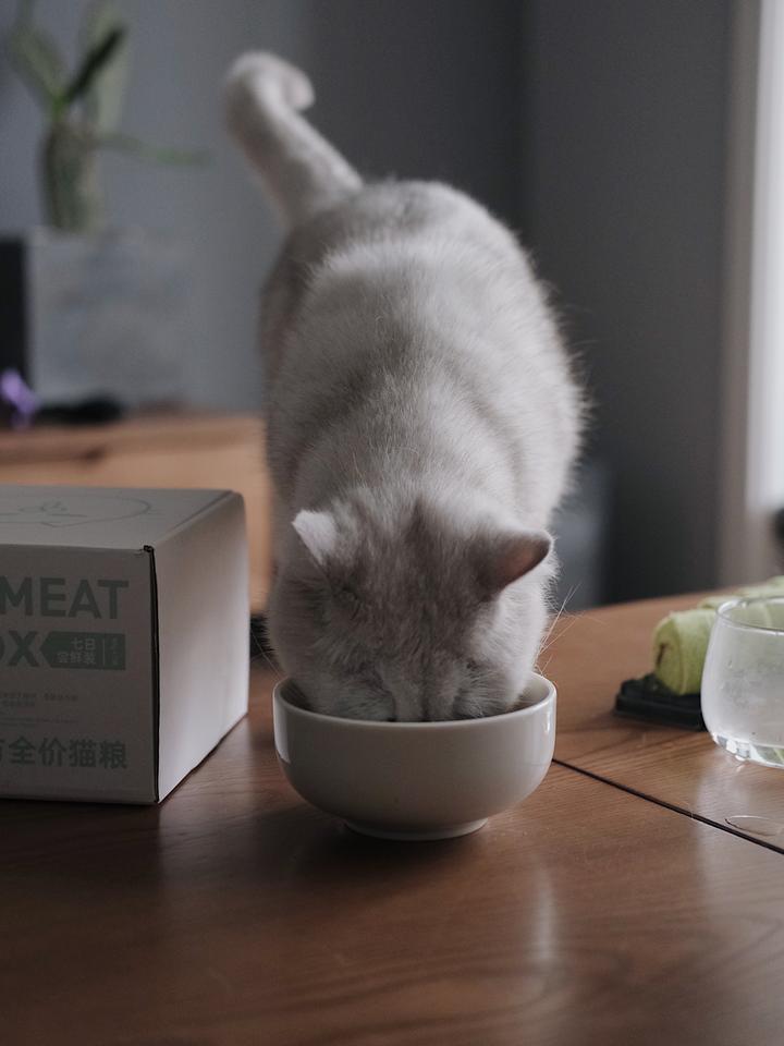 stray_迷失STRAY_迷失stray