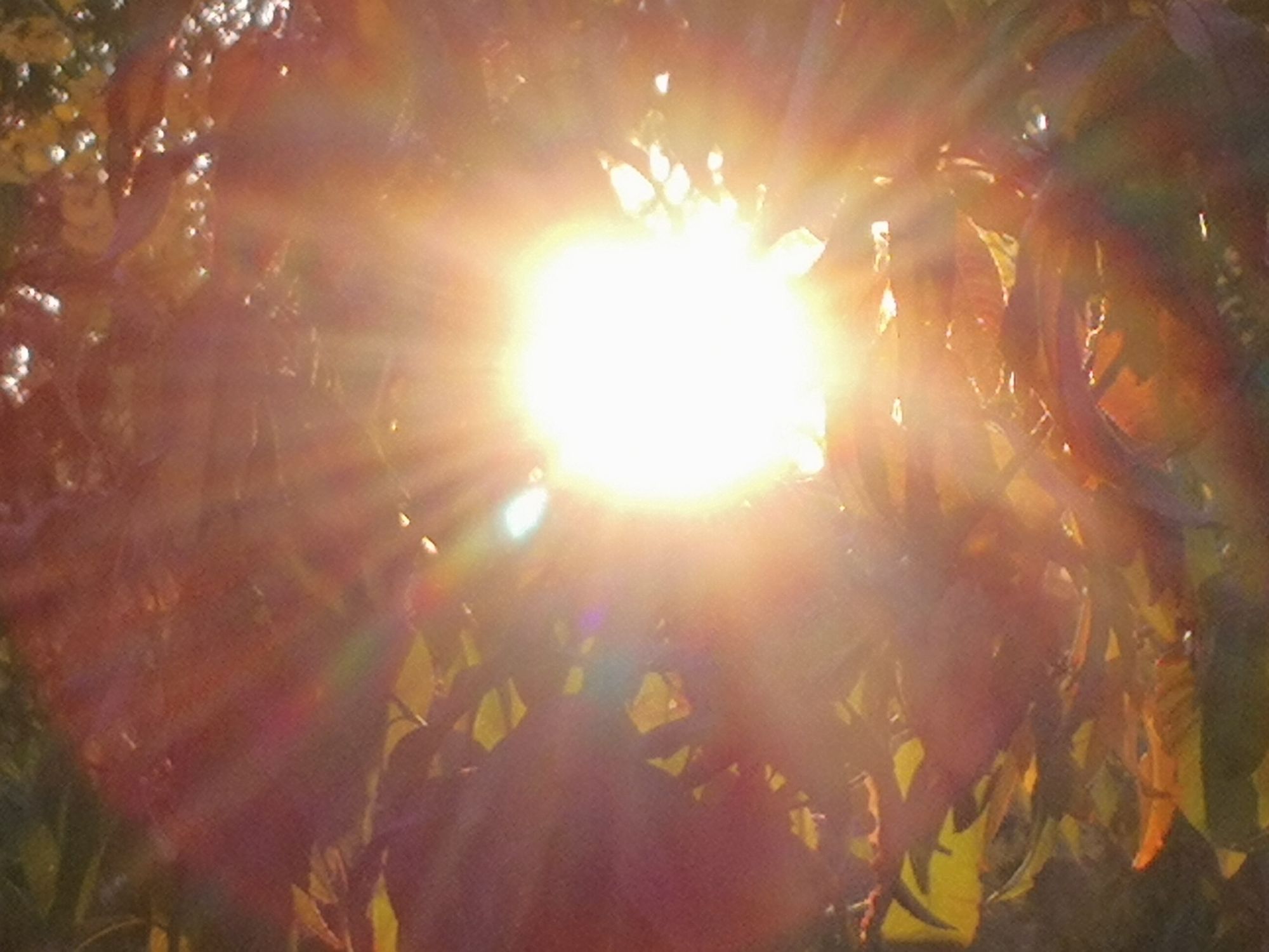 太阳之神_太阳神阿波罗_太阳神口服液