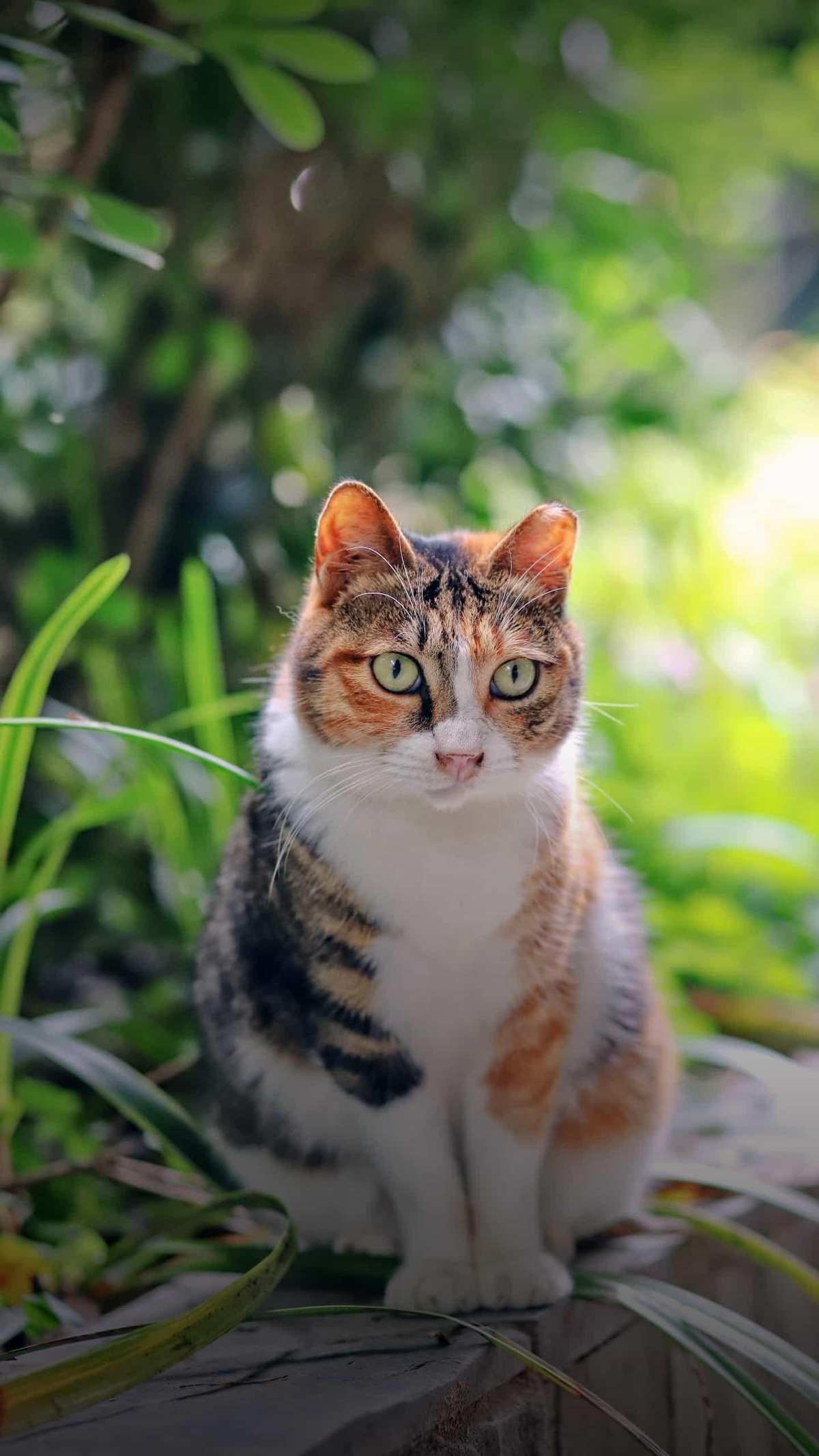 猫咪app最新下载地址_猫咪app显示地址错误_猫咪官方app