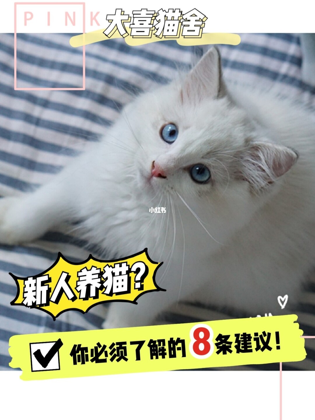 猫咪app最新下载地址_猫咪app显示地址错误_猫咪官方app