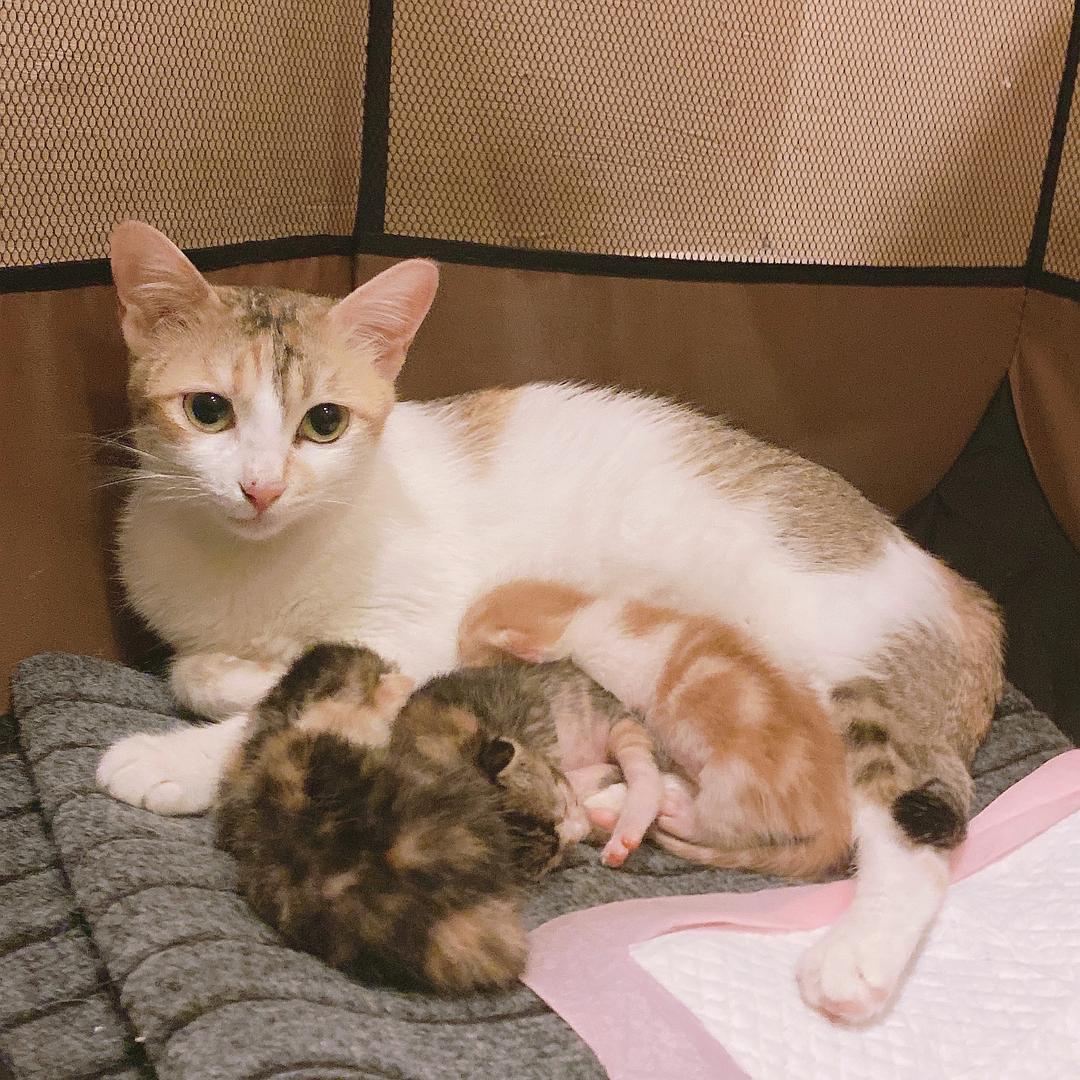 猫咪官方app_猫咪app显示地址错误_猫咪app最新下载地址