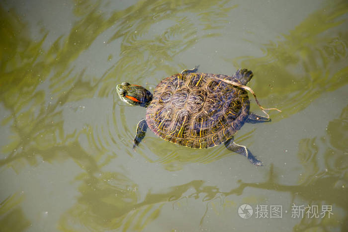 龟息功的练习方法_龟息_龟息是什么意思
