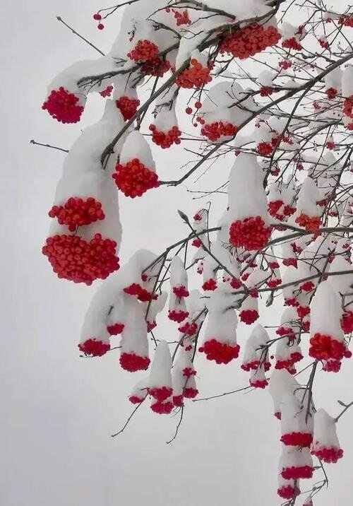玲珑雪霏_玲珑雪是什么意思_雪玲珑