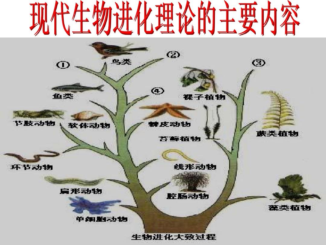 口袋妖怪纽拉进化是啥_纽拉进化玛狃拉_纽拉怎么进化