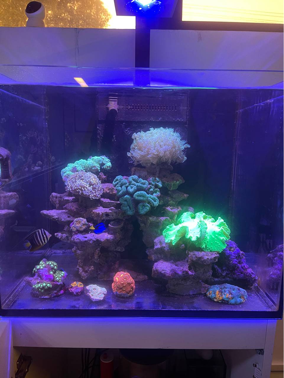 珊瑚宫心海圣遗物_原神珊瑚宫心圣遗物_珊瑚宫心海圣遗物