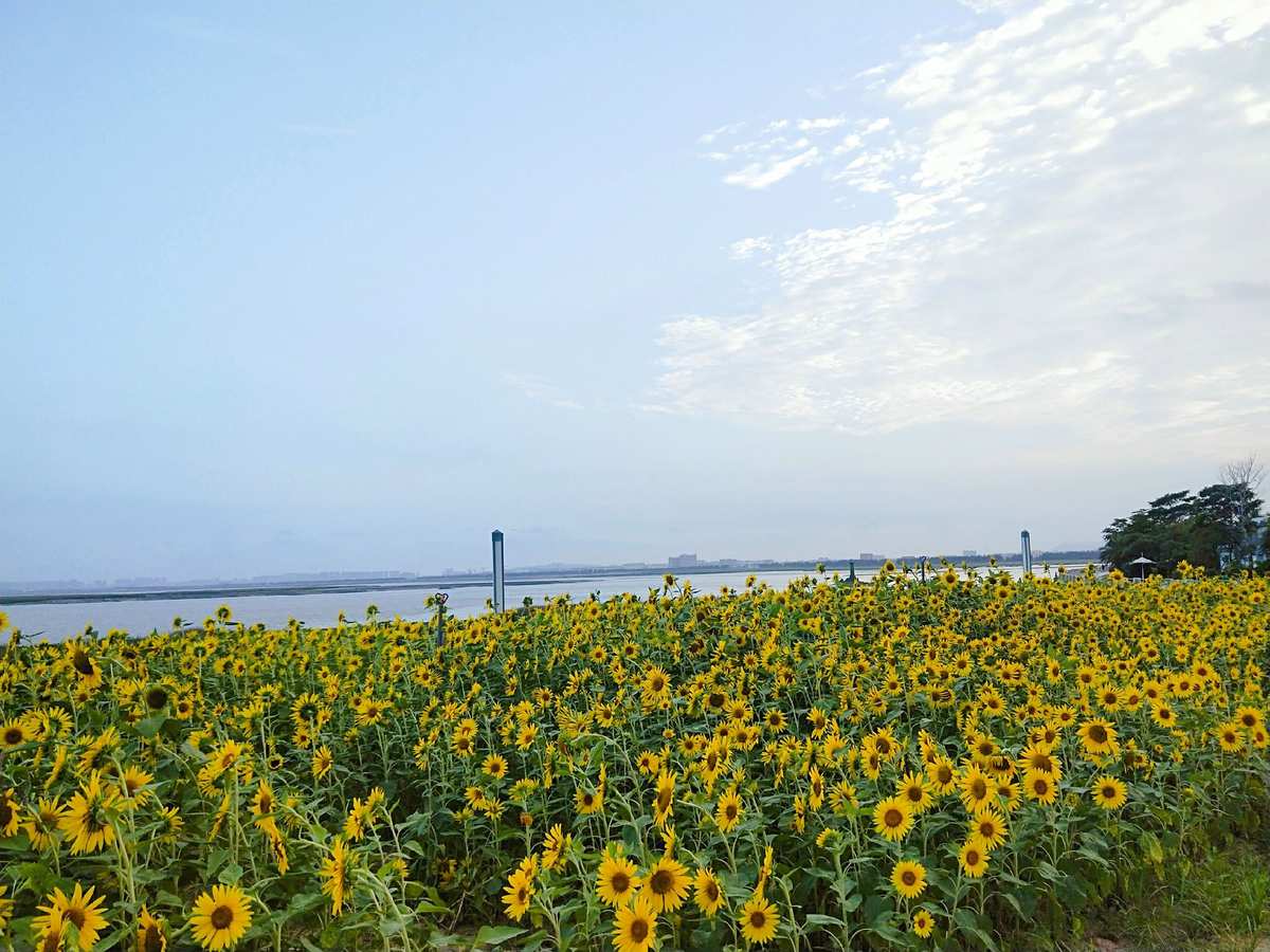 葵花海歌词是什么意思_海葵花_葵花海星