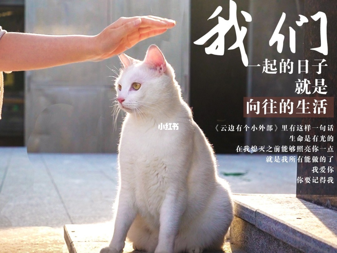 迷你二觉宠物_迷你二觉宠物_迷你二觉宠物