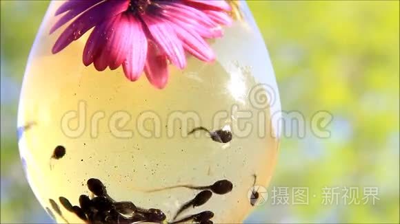 小蝌蚪视频在线高清观看_小蝌蚪视频在线高清观看_小蝌蚪视频在线高清观看