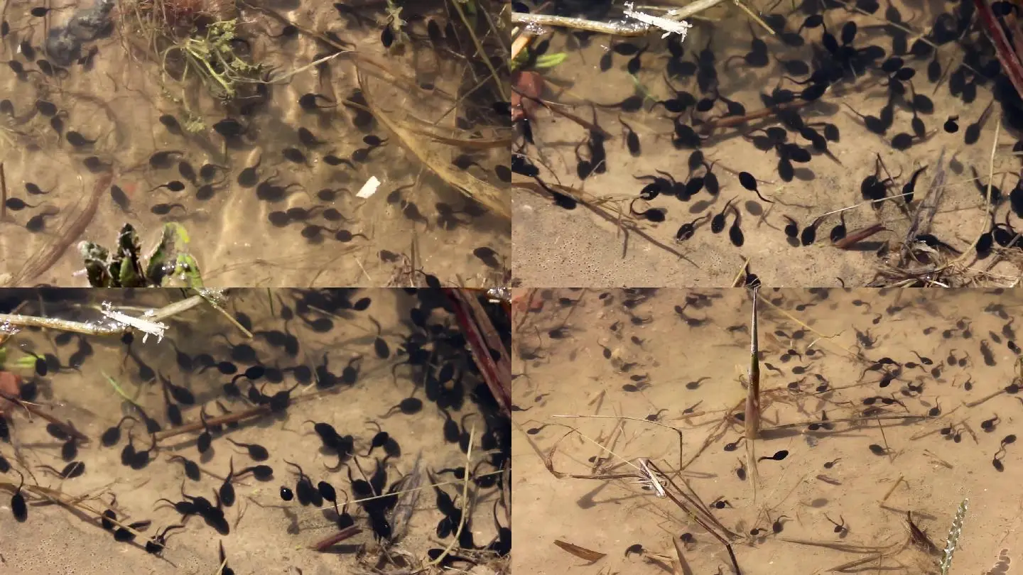 小蝌蚪视频在线高清观看_小蝌蚪视频在线高清观看_小蝌蚪视频在线高清观看