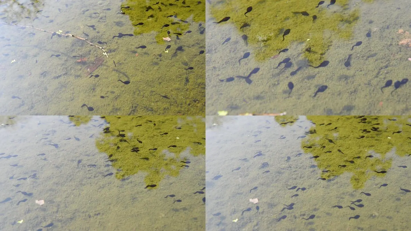 小蝌蚪视频在线高清观看_小蝌蚪视频在线高清观看_小蝌蚪视频在线高清观看