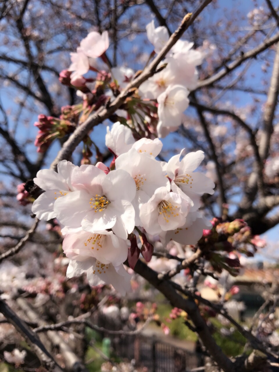 山崎之战_山崎之战_山崎之战