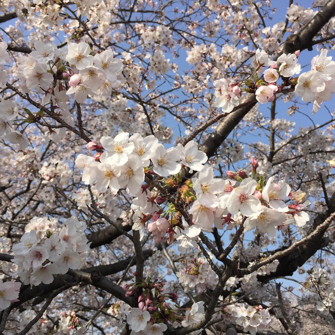 山崎之战_山崎之战_山崎之战
