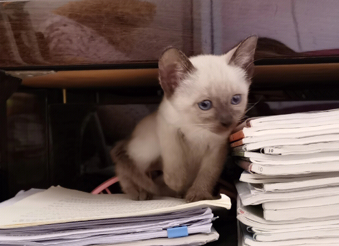 日一下网站最新网站_最新猥琐猫表情包_快猫最新网站