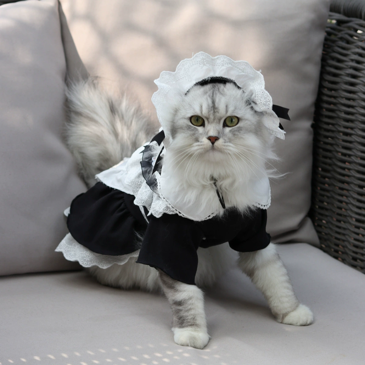 猫利欧_猫利欧_猫利欧