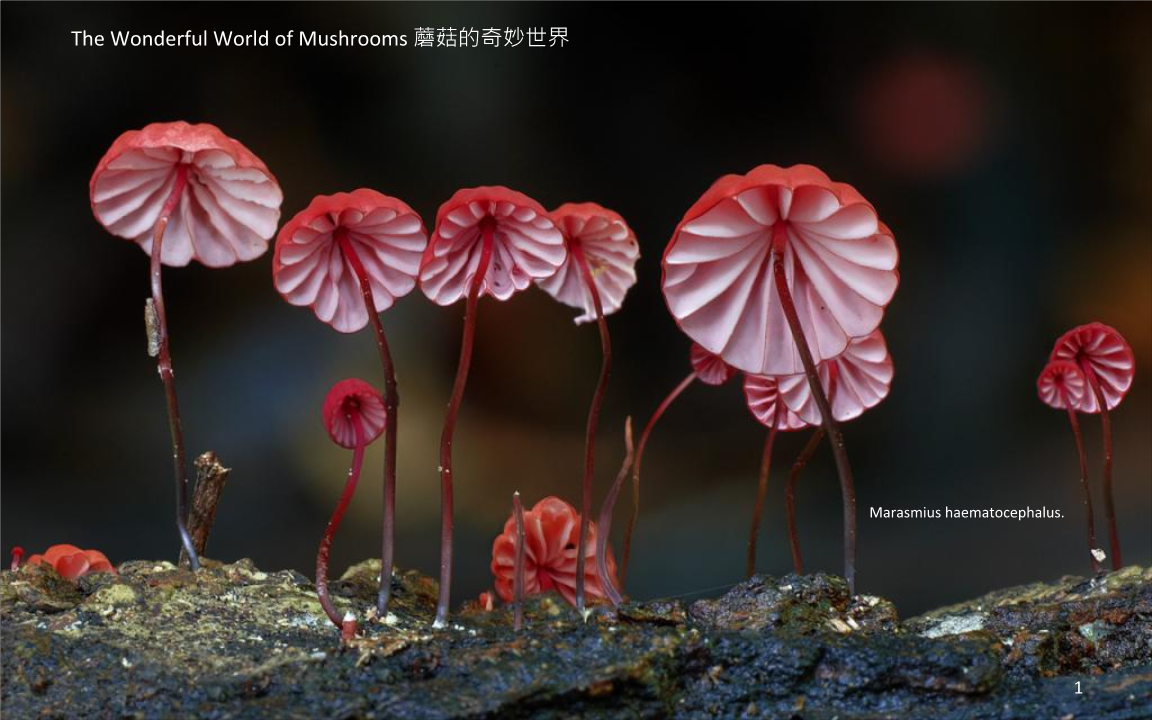 吃迷幻蘑菇_吃蘑菇变身的手机游戏视频_蘑菇视频动画片