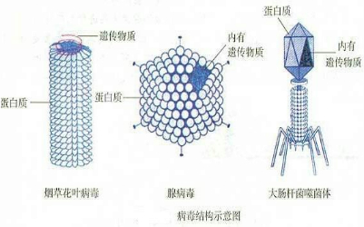 素体的意思_体素是什么意思_什么叫素体