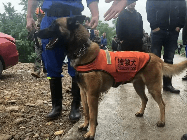 手机游戏排行榜_pawpatrol 手机游戏_手机游戏4399