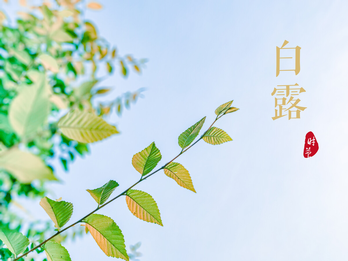 节气白露的自然物候现象有哪些_白露节气_节气白露的自然物候现象