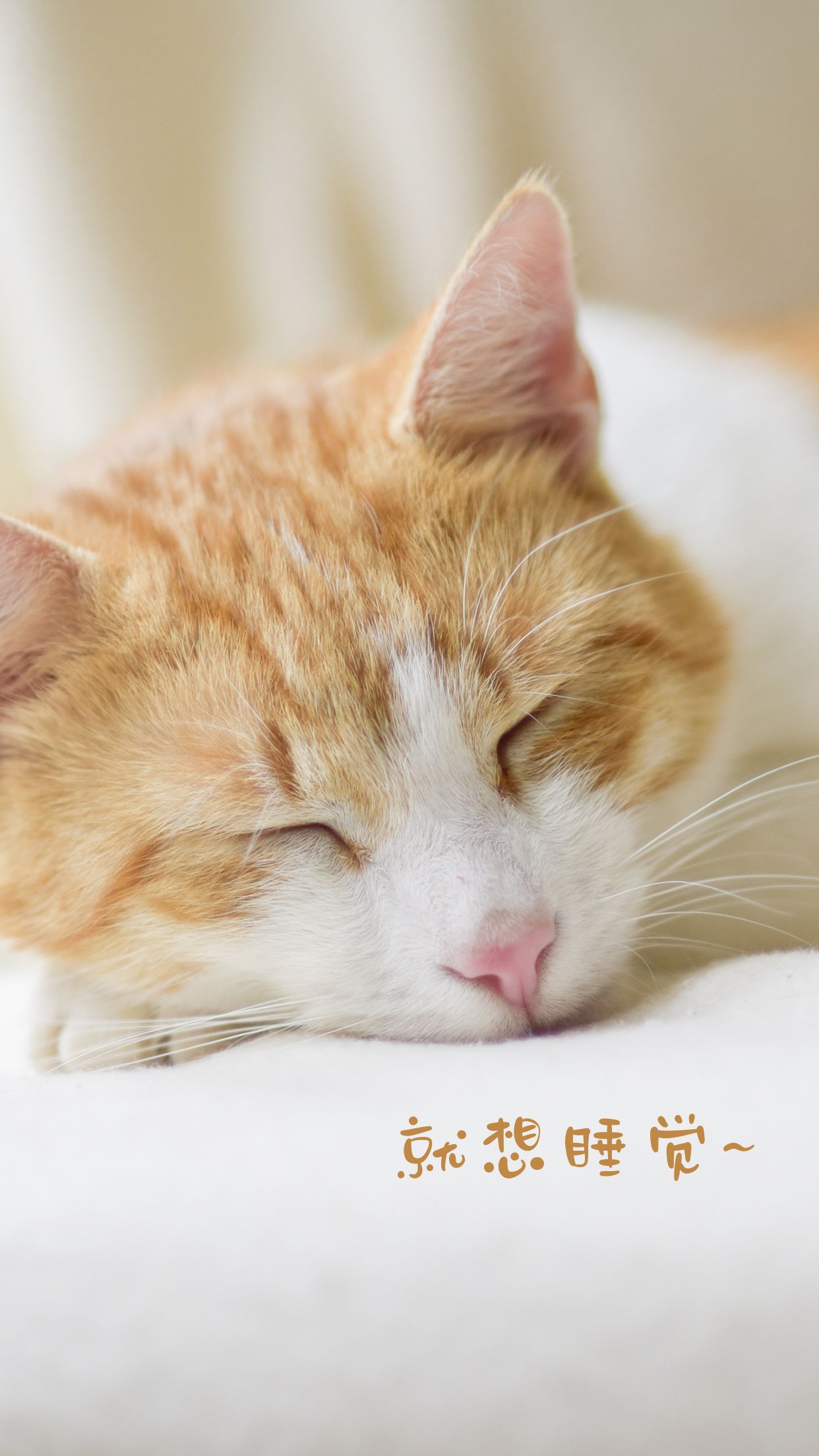 养成宠物手机游戏_宠物养成游戏手机_养成宠物手机游戏大全