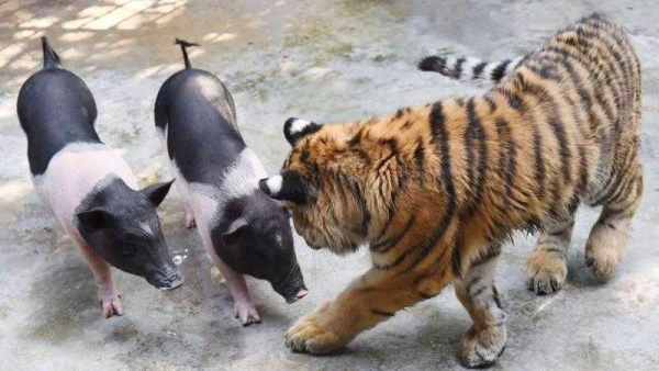 扮猪吃老虎的网游_扮猪吃老虎国产手机游戏_扮猪吃老虎小视频