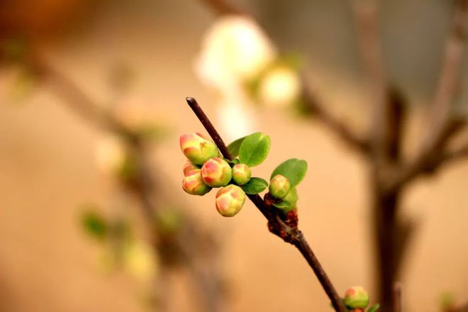 2023年节气时间表农历_2020农历节气表_节气2021农历