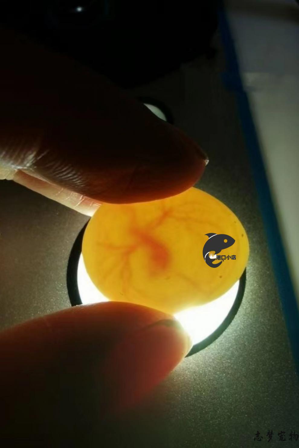 宠物孵化游戏手机版下载_孵化宠物的游戏_孵化小宠物