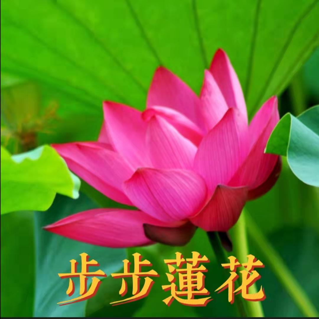大妈2是什么游戏_大妈 手机游戏_适合大妈玩的手机游戏