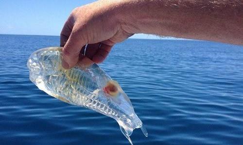 探索海忍：神秘生物如何适应海洋环境并存活于深海世界中