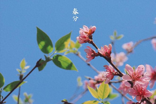 春分的由来_春分由来的图片_讲解一下春分的由来吧